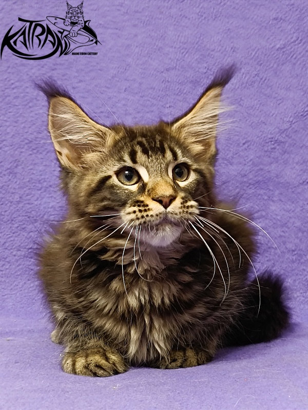 Katran Baxley - Кошеня мейн-кун 3 місяця