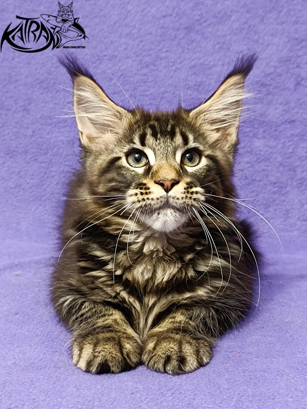 Katran Baxley - Кошеня мейн-кун 3 місяця