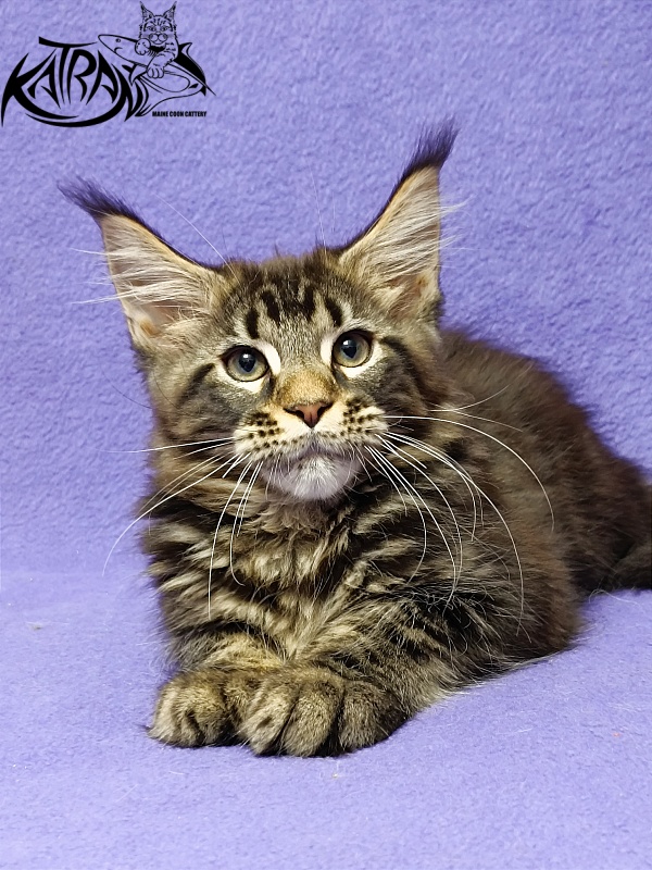 Katran Baxley - Кошеня мейн-кун 3 місяця