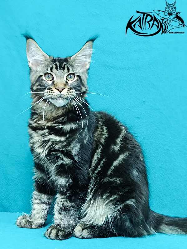 Katran Baxley - Кошеня мейн-кун 4 місяця 1 тиждень