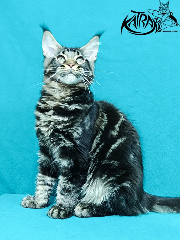 Katran Baxley - Кошеня мейн-кун 4 місяця 1 тиждень