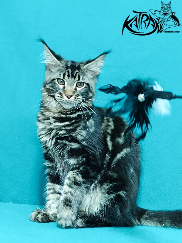 Katran Baxley - Кошеня мейн-кун 4 місяця 1 тиждень