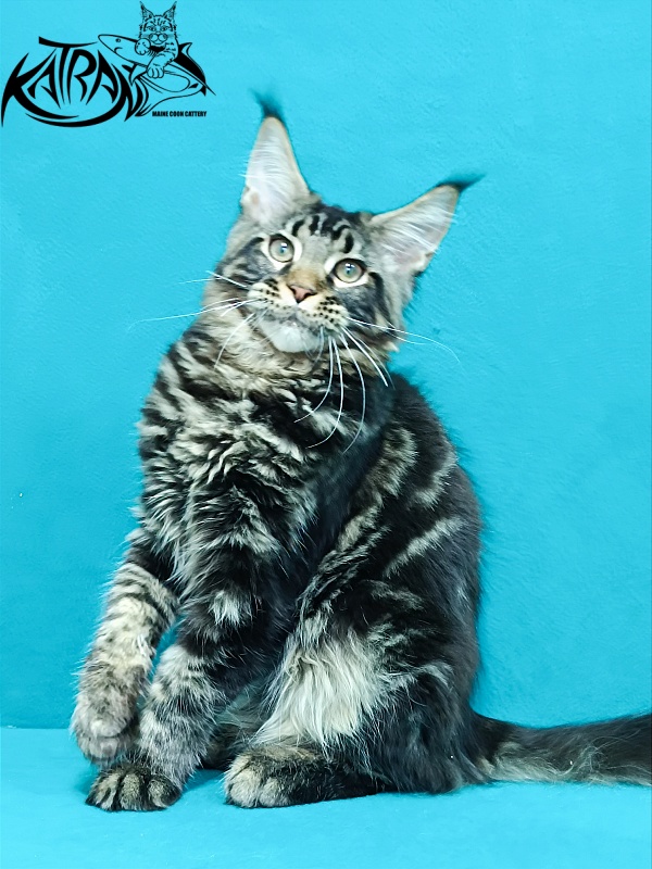 Katran Baxley - Кошеня мейн-кун 4 місяця 1 тиждень