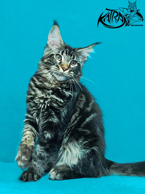 Katran Baxley - Кошеня мейн-кун 4 місяця 1 тиждень