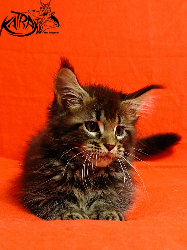 Katran Baxley - Кошеня мейн-кун 2,5 місяця