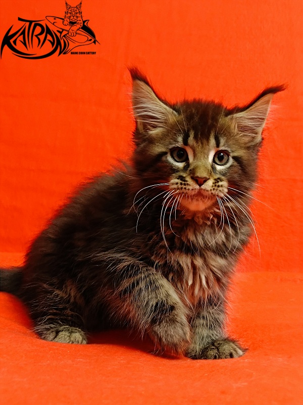 Katran Baxley - Кошеня мейн-кун 2,5 місяця