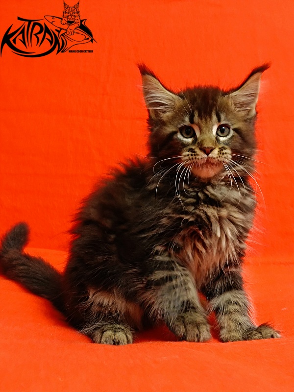 Katran Baxley - Кошеня мейн-кун 2,5 місяця