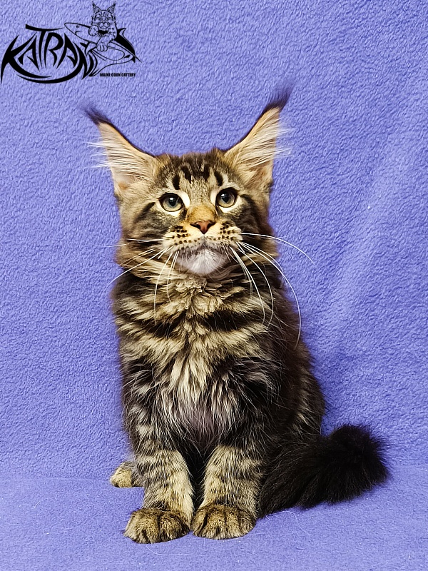 Katran Baxley - Кошеня мейн-кун 3 місяця