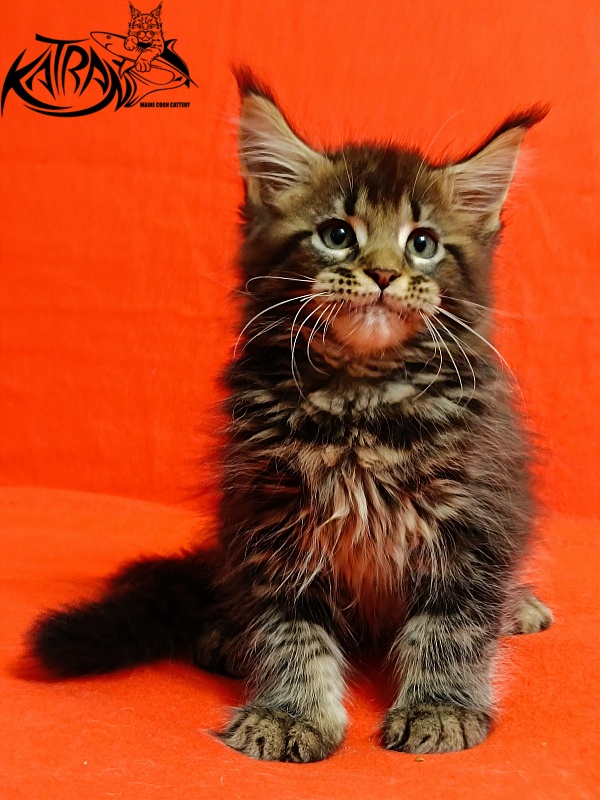 Katran Baxley - Кошеня мейн-кун 2,5 місяця