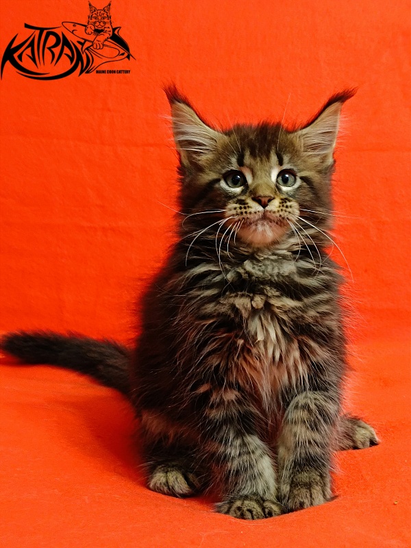 Katran Baxley - Кошеня мейн-кун 2,5 місяця