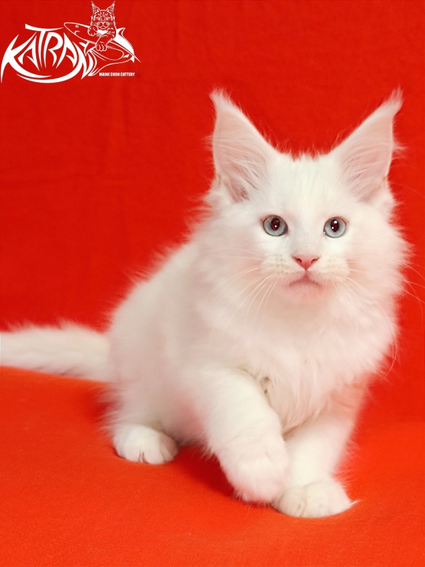 Katran Boniface - Kitten maine-coon 2.5 months