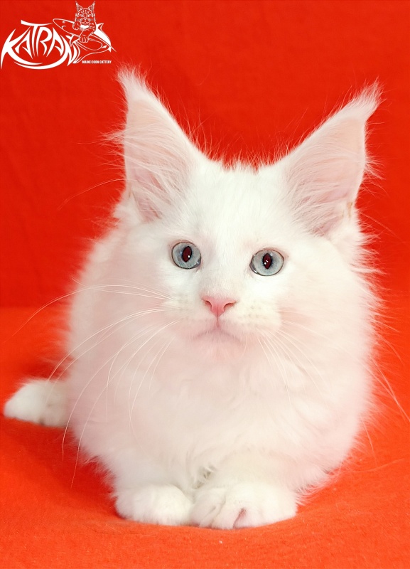 Katran Boniface - Kitten maine-coon 2.5 months