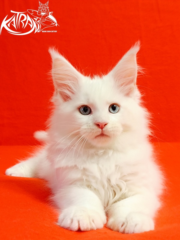 Katran Boniface - Kitten maine-coon 2.5 months