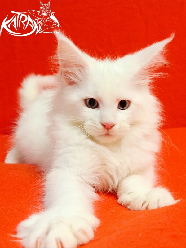 Katran Boniface - Kitten maine-coon 2.5 months