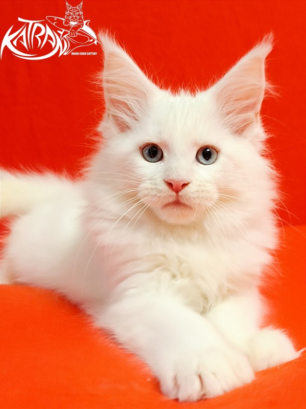 Katran Boniface - Kitten maine-coon 2.5 months