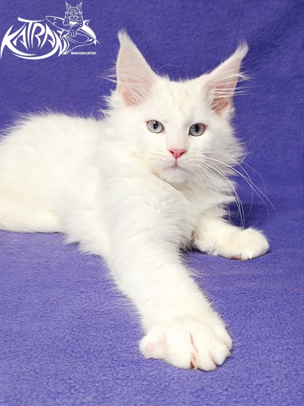 Katran Boniface - Kitten maine-coon 3 months