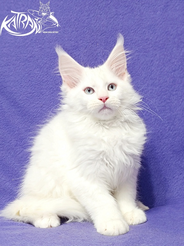 Katran Boniface - Kitten maine-coon 3 months