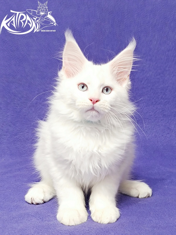 Katran Boniface - Kitten maine-coon 3 months