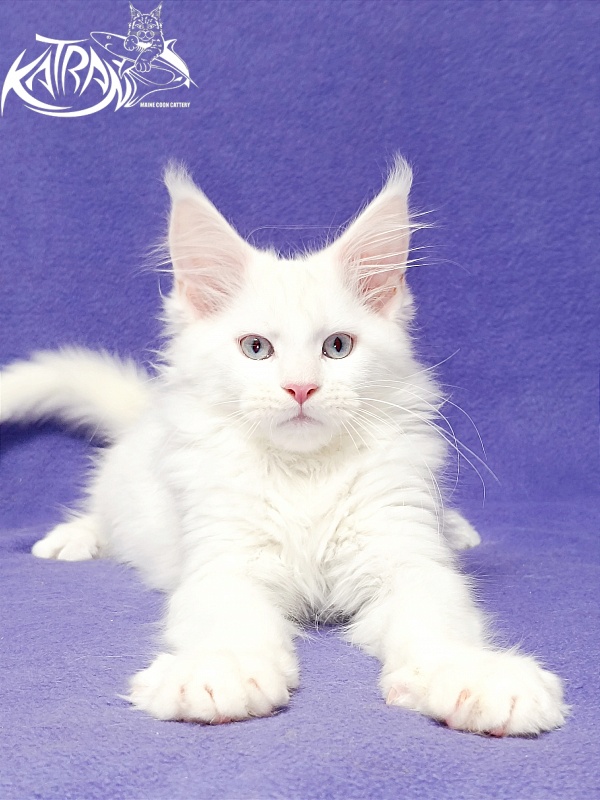 Katran Boniface - Kitten maine-coon 3 months