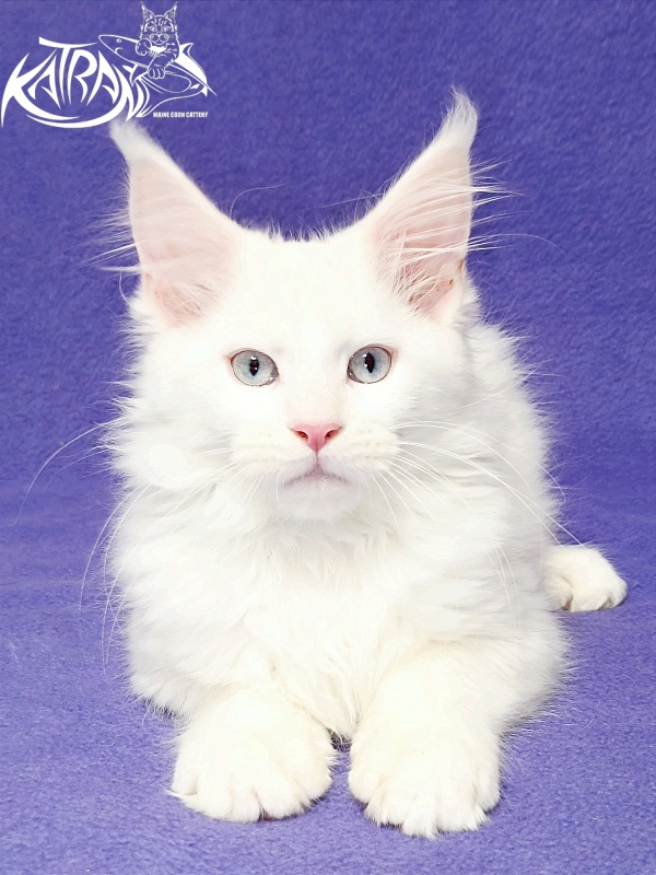 Katran Boniface - Kitten maine-coon 3 months
