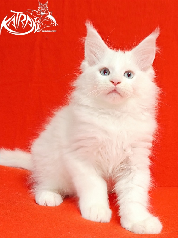 Katran Boniface - Kitten maine-coon 2.5 months