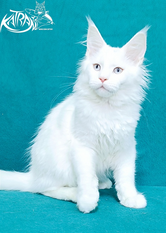 Katran Boniface - Kitten maine-coon 4 months 1 week