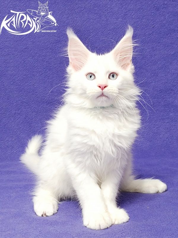 Katran Boniface - Kitten maine-coon 3 months