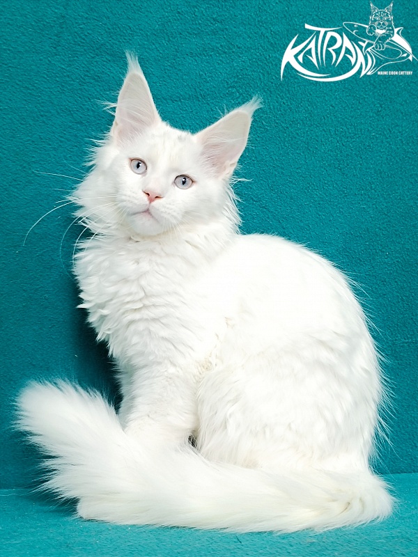 Katran Boniface - Kitten maine-coon 4 months 1 week