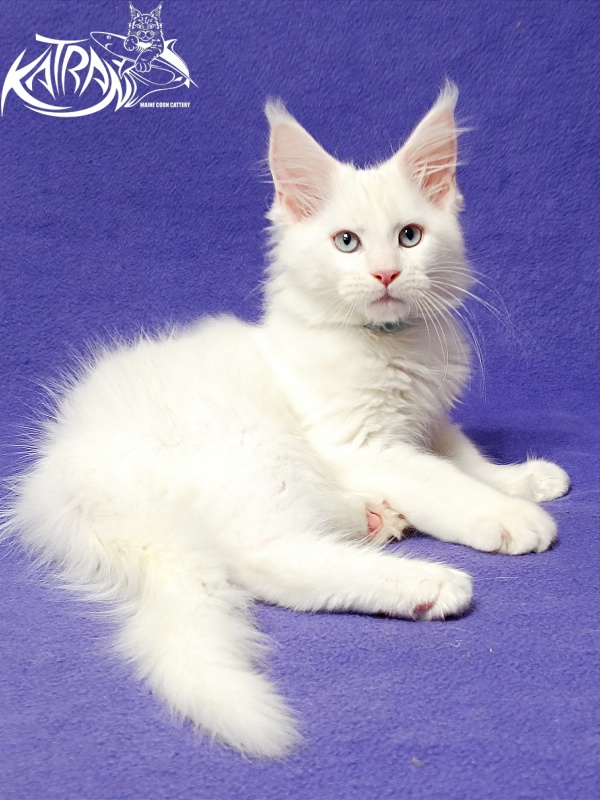 Katran Boniface - Kitten maine-coon 3 months