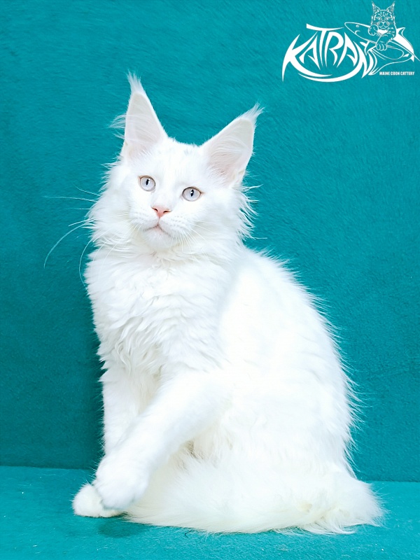 Katran Boniface - Kitten maine-coon 4 months 1 week