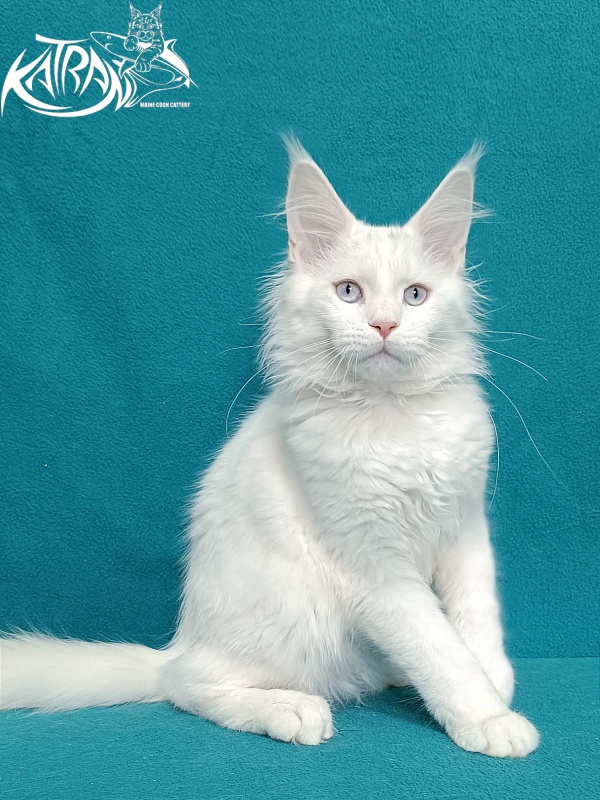 Katran Boniface - Kitten maine-coon 4 months 1 week