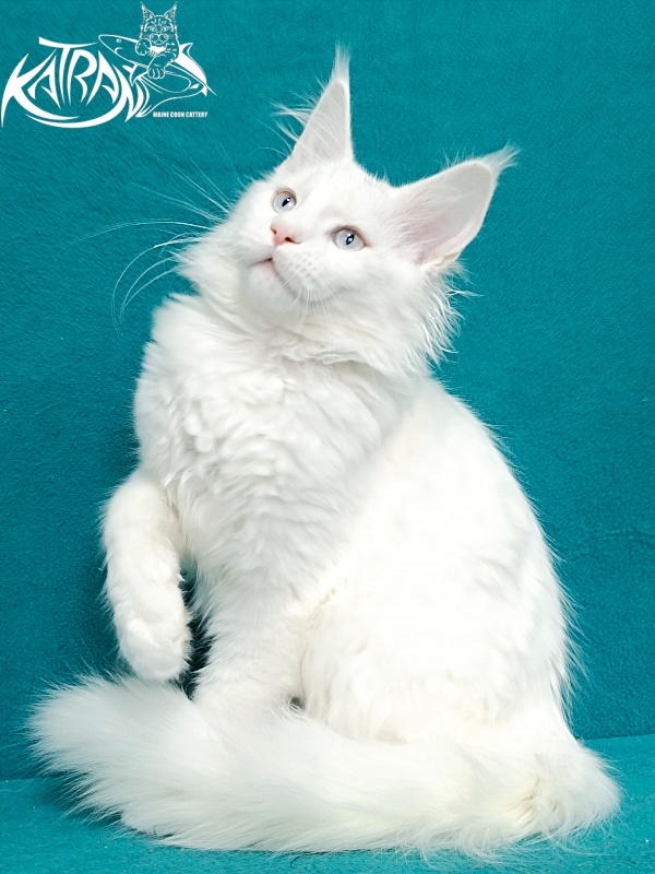 Katran Boniface - Kitten maine-coon 4 months 1 week