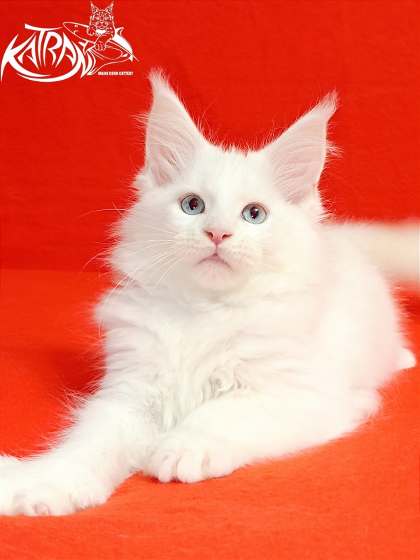 Katran Boniface - Kitten maine-coon 2.5 months