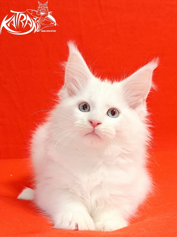 Katran Boniface - Kitten maine-coon 2.5 months
