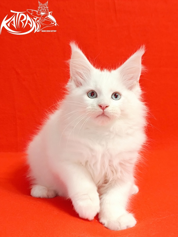 Katran Boniface - Kitten maine-coon 2.5 months