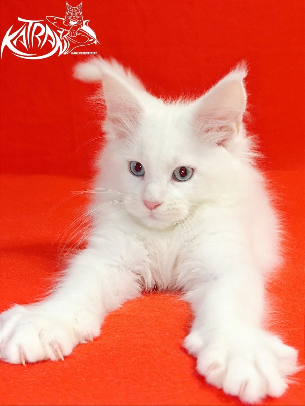 Katran Boniface - Kitten maine-coon 2.5 months