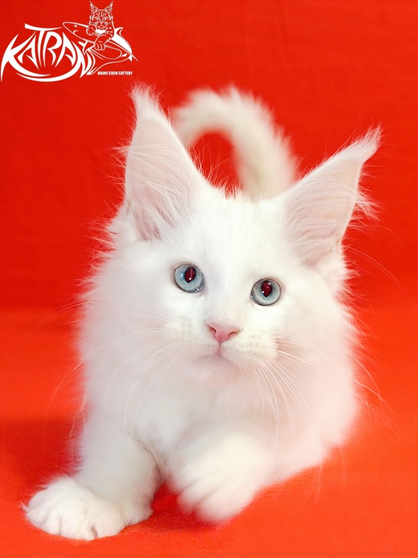 Katran Boniface - Kitten maine-coon 2.5 months