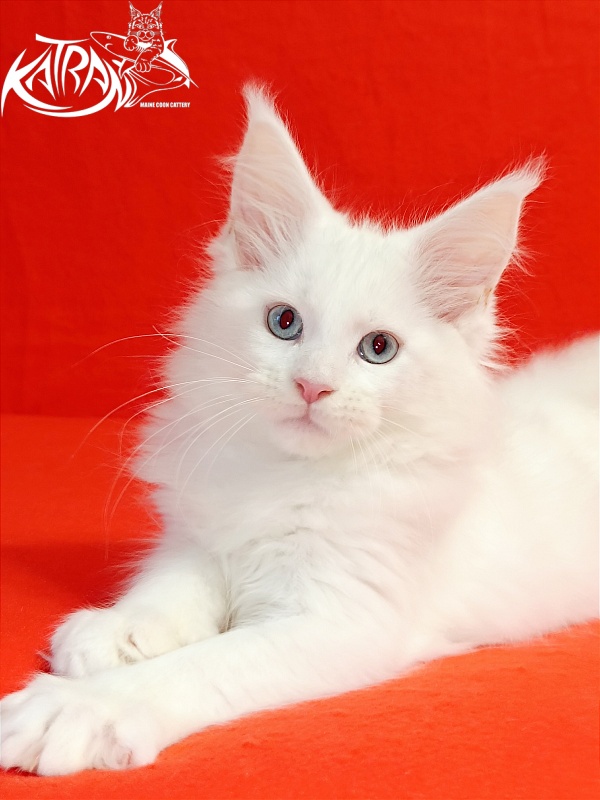 Katran Boniface - Kitten maine-coon 2.5 months