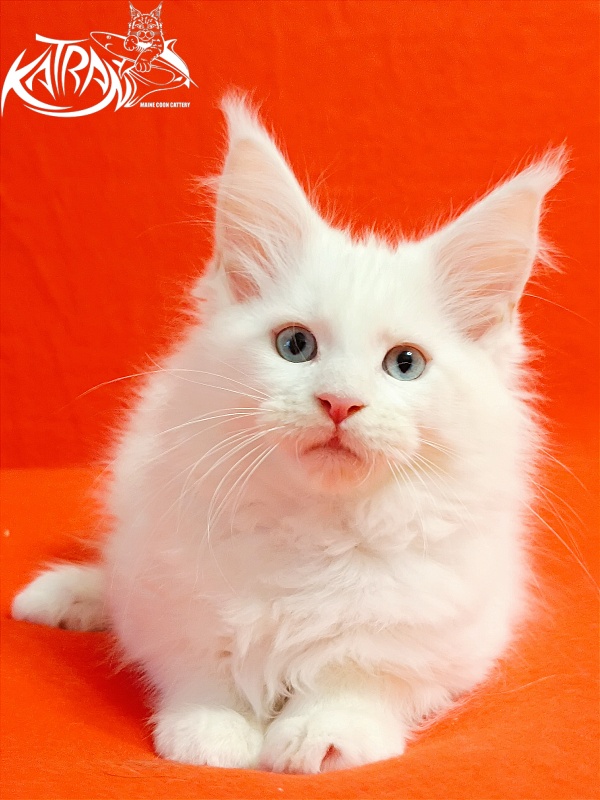 Katran Boniface - Kitten maine-coon 2.5 months