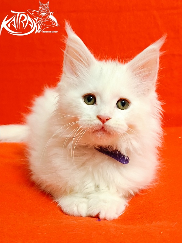 Katran Barry - Кошеня мейн-кун 2,5 місяця