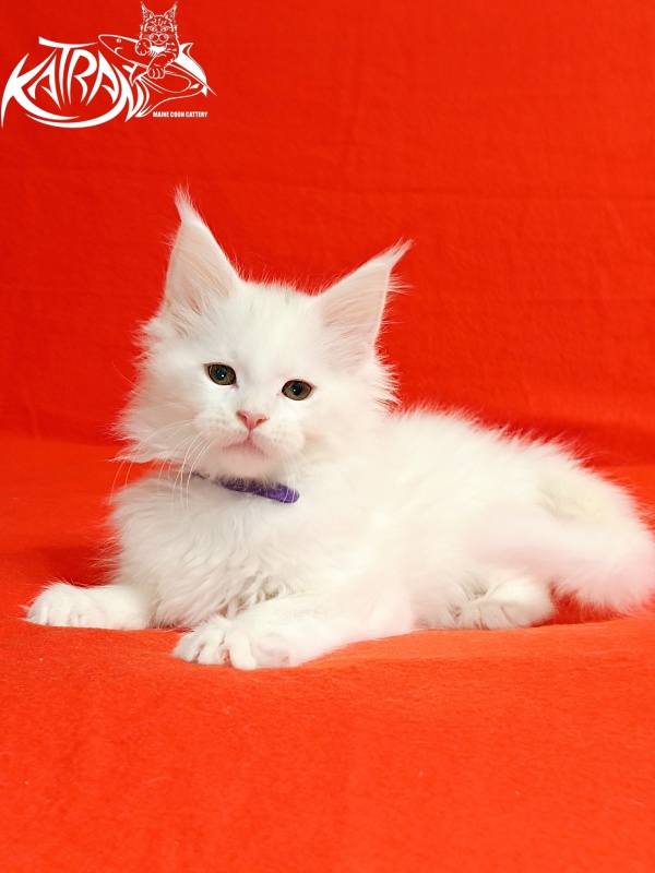 Katran Barry - Кошеня мейн-кун 2,5 місяця