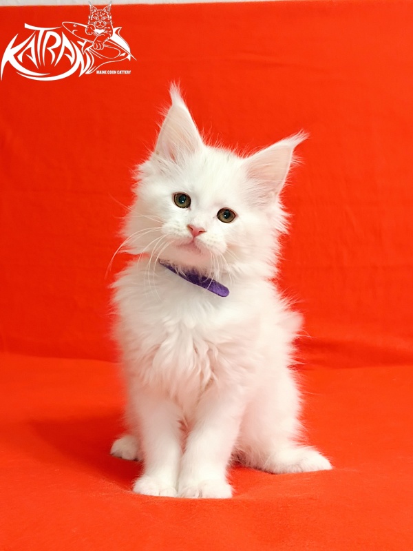 Katran Barry - Кошеня мейн-кун 2,5 місяця