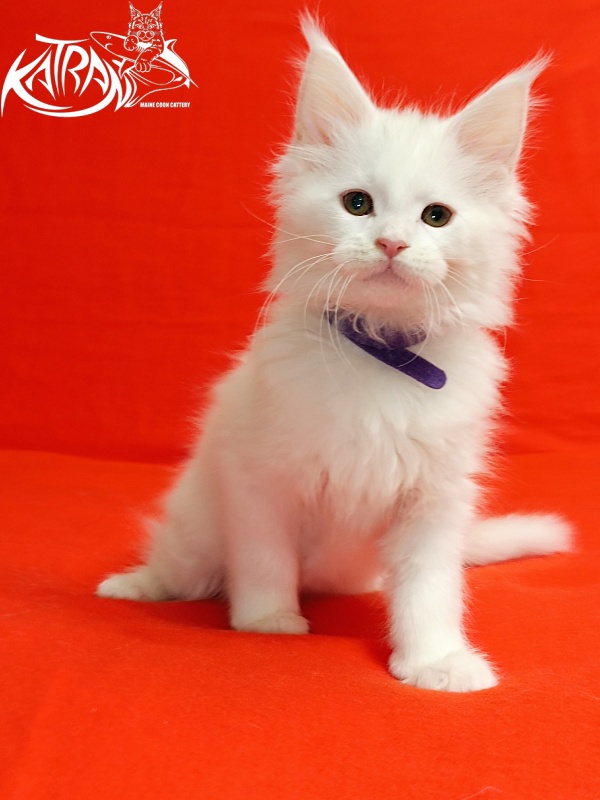 Katran Barry - Кошеня мейн-кун 2,5 місяця