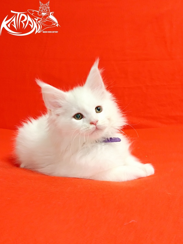 Katran Barry - Кошеня мейн-кун 2,5 місяця