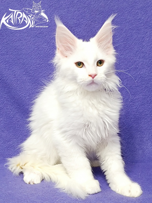 Katran Barry - Кошеня мейн-кун 3 місяця