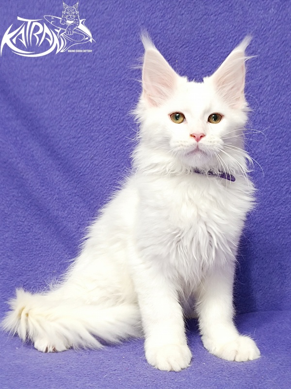 Katran Barry - Кошеня мейн-кун 3 місяця