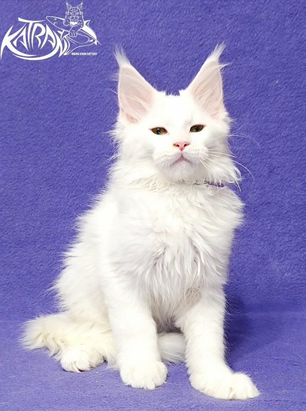 Katran Barry - Кошеня мейн-кун 3 місяця