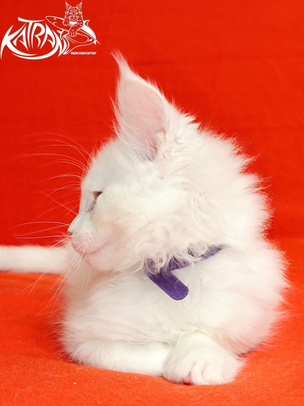 Katran Barry - Кошеня мейн-кун 2,5 місяця