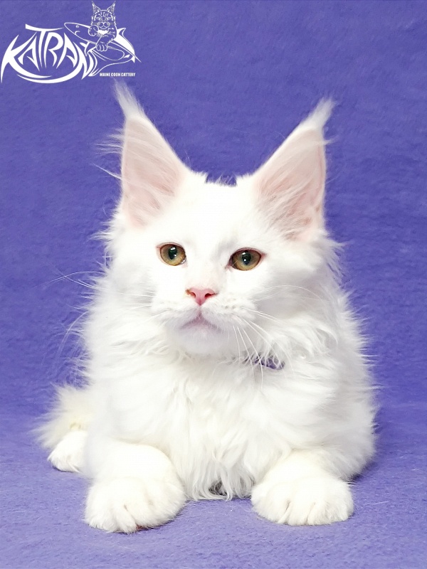 Katran Barry - Кошеня мейн-кун 3 місяця