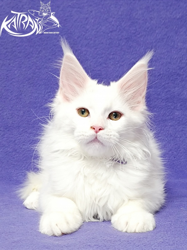 Katran Barry - Кошеня мейн-кун 3 місяця